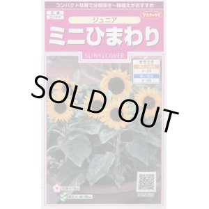 画像: 送料無料　花の種　ミニひまわり　ジュニア　15粒　(株)サカタのタネ　実咲350（026150）