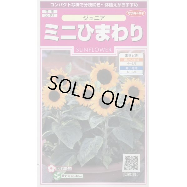 画像1: 送料無料　花の種　ミニひまわり　ジュニア　15粒　(株)サカタのタネ　実咲350（026150） (1)