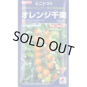 画像: 送料無料　[トマト/ミニトマト]　オレンジ千果　1000粒　タキイ種苗(株)