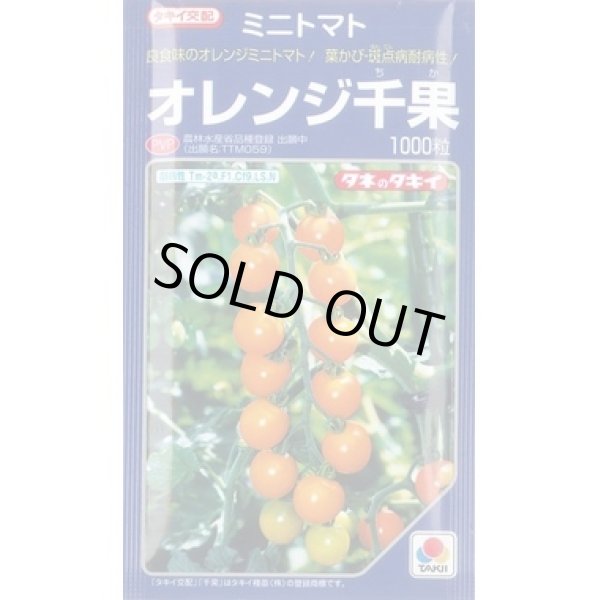 画像1: 送料無料　[トマト/ミニトマト]　オレンジ千果　1000粒　タキイ種苗(株) (1)