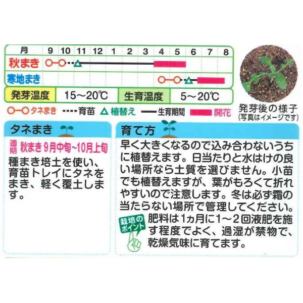 画像2: 送料無料　花の種　ネモフィラ　インシグニスブルー　1ml　タキイ種苗 (2)