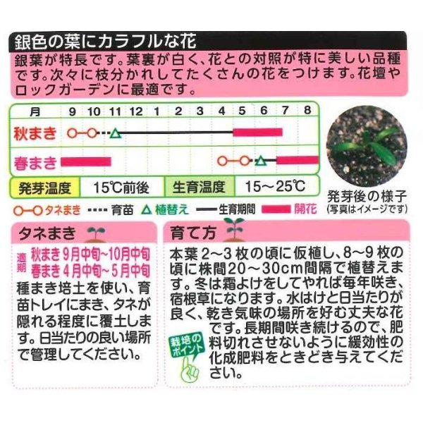 画像2: 送料無料　花の種　ガザニア　タレントミックス　小袋　タキイ種苗 (2)