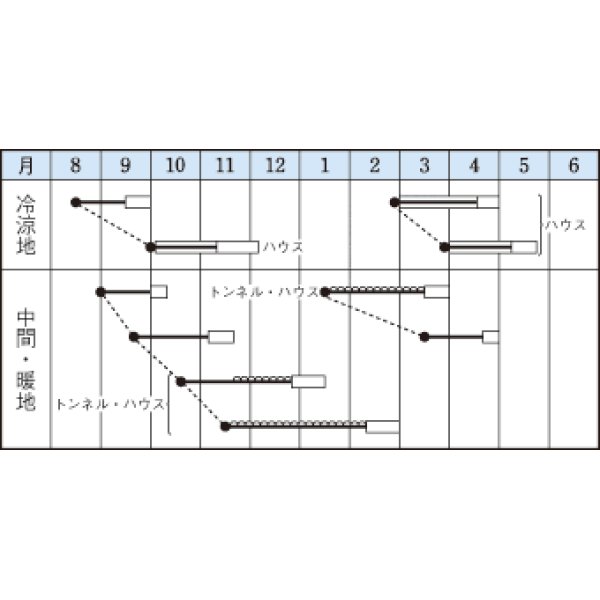 画像4: 送料無料　[ほうれんそう]　トライ　1dl　タキイ種苗(株) (4)