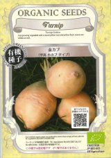 画像: 送料無料　[有機種子]　金カブ　甲高　小カブタイプ　固定種　2g(約1700粒)　(株)グリーンフィールドプロジェクト