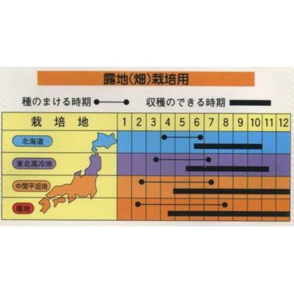 画像2: 送料無料　[キュウリ]　ときわの光　20粒　(株)(株)ときわ研究場 (2)