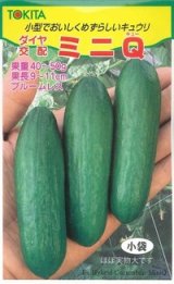 画像: 送料無料　[キュウリ]　ミニQ　10粒　トキタ種苗(株)　トキタ種苗(株)