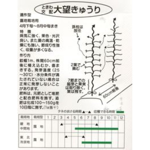 画像2: 送料無料　[キュウリ]　大望　20粒　(株)ときわ研究場 (2)