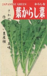 画像: 送料無料　[葉物]　葉からし菜　20ml