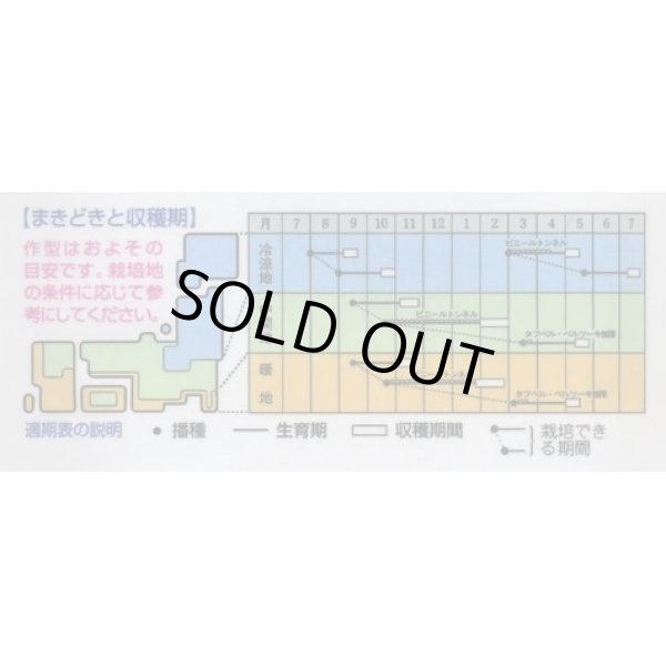 画像2: 送料無料　[かぶ]　福小町　3.5ml　タキイ種苗(株)　RF (2)