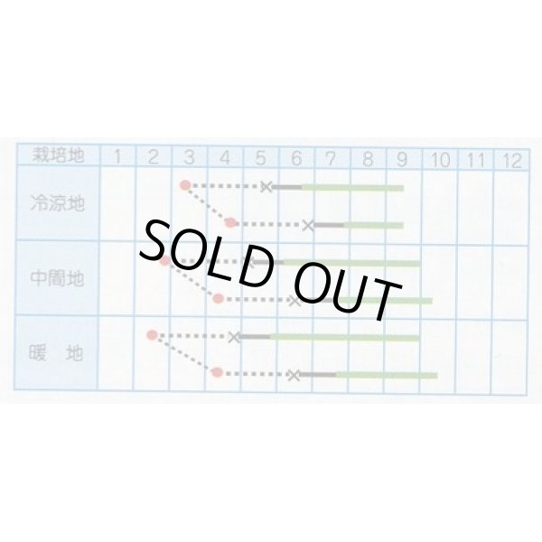 画像2: 送料無料　[とうがらし]　万願寺とうがらし　20ml　(株)タカヤマシード (2)