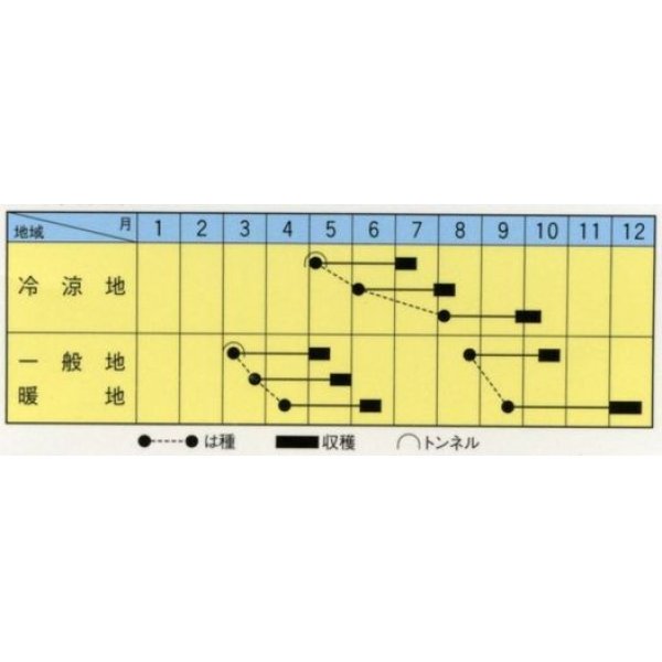 画像2: 送料無料　[大根]　おてごろ大根2号　2dl　トキタ種苗(株) (2)