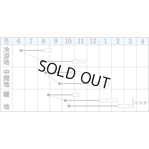 画像2: 送料無料　[大根]　緑輝　16ml　タキイ種苗(株)　DF (2)