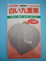 画像: 送料無料　[かぼちゃ]　白い九重栗　9粒　カネコ交配