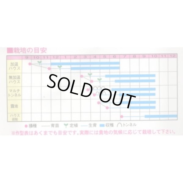 画像2: 送料無料　[オクラ]　スターエンゼル　1000粒　渡辺交配 (2)