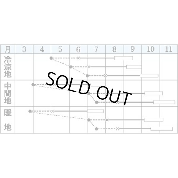 画像2: 送料無料　[キャベツ]　初秋　1.8ml(約200粒)　タキイ種苗(株)　DF (2)