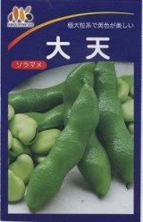 画像: 送料無料　[そら豆]　大天　23粒　ヴィルモランみかど