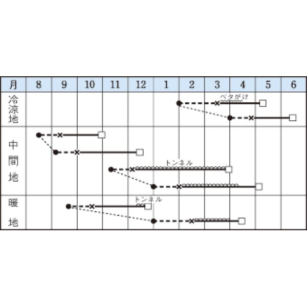 画像2: 送料無料　[レタス]　リーフレタス　グリーンウェーブ　20ml　タキイ種苗(株) (2)