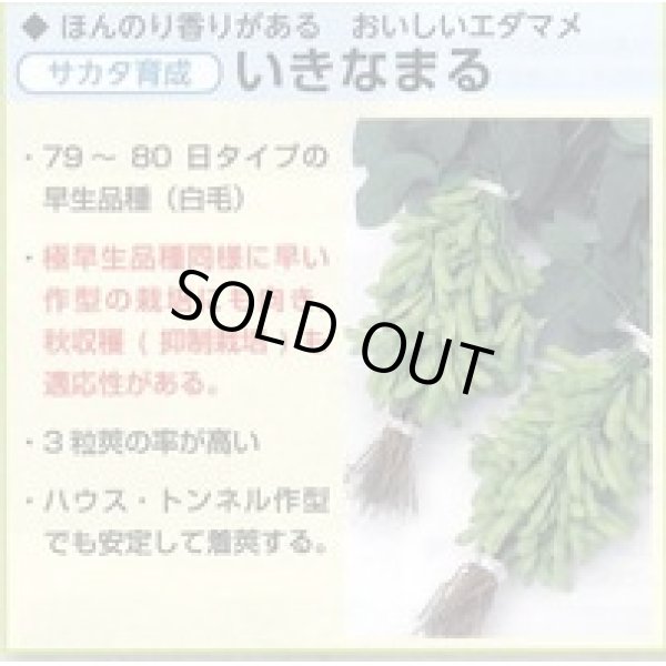 画像4: 送料無料　[枝豆]　いきなまる　約40粒　(株)サカタのタネ　実咲350　（003157）　　　　　　　　　　　　　　　　　　　　　　　　　　　　　　　　　　　　 (4)