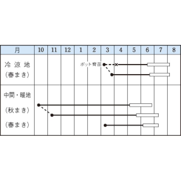 画像2: 送料無料　[えんどう]　ジャッキー　18ml　タキイのタネ　GF (2)