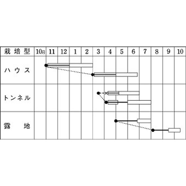 画像3: 送料無料　[いんげん]　ケンタッキー101(2024年5％増量)　1dl　タキイ種苗 (3)