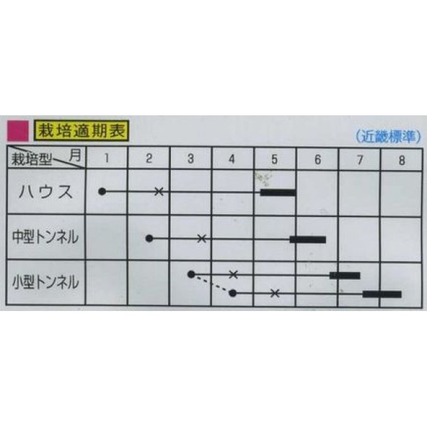 画像2: 送料無料　[瓜類]　まくわ　金城　1ml　大和農園 (2)