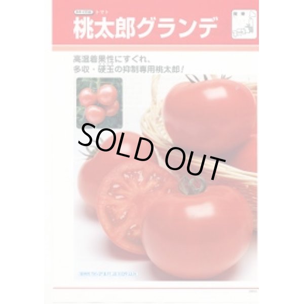 画像1: 送料無料　[トマト/桃太郎系]　桃太郎グランデ　ペレット1000粒　タキイ種苗(株) (1)