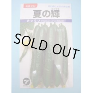 画像: 送料無料　[キュウリ]　夏の輝　1.1ml　(株)タカヤマシード