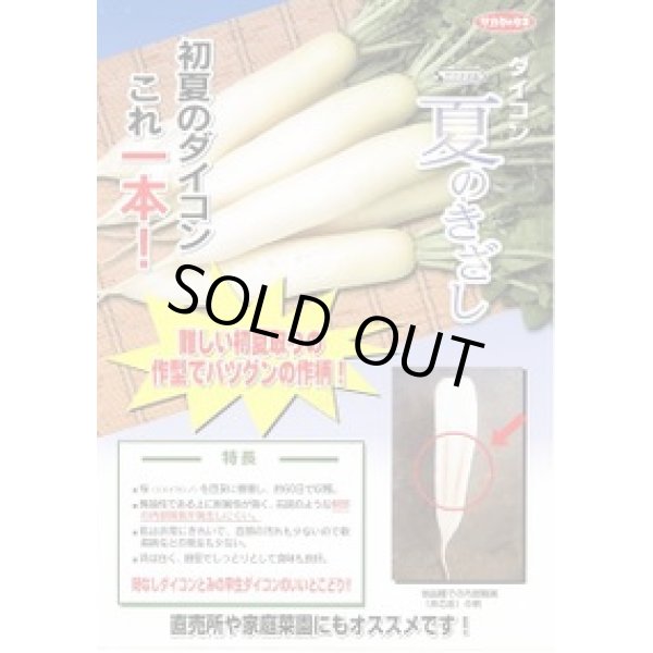 画像2: [大根]　夏のきざし　ペレット種子 　 5000粒　サカタ交配 (2)