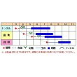 画像2: 送料無料　[キュウリ]　濃緑新ときわ　2ml　渡辺交配 (2)