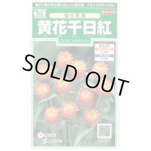 画像: 送料無料　花の種　黄花千日紅　約42粒　(株)サカタのタネ　実咲250（026255）