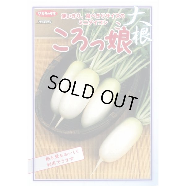 画像2: 送料無料　[大根]　ミニダイコン　ころっ娘　約150粒　(株)サカタのタネ　実咲450（003073） (2)