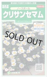 画像: 送料無料　花の種　クリサンセマム　ノースポール　約115粒　(株)サカタのタネ　実咲250（026231）