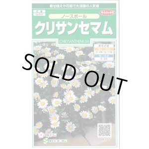 画像: 送料無料　花の種　クリサンセマム　ノースポール　約115粒　(株)サカタのタネ　実咲250（026231）