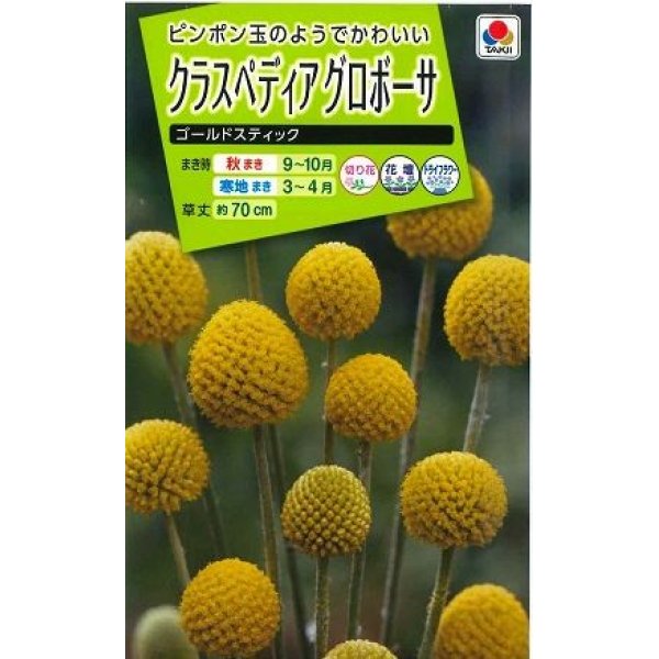 画像1: 送料無料　花の種　クラスペディアグロボーサ　ゴールドスティック　0.1ml　タキイ種苗(株) (1)