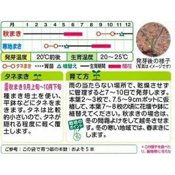 画像2: 送料無料　花の種　クラスペディアグロボーサ　ゴールドスティック　0.1ml　タキイ種苗(株) (2)