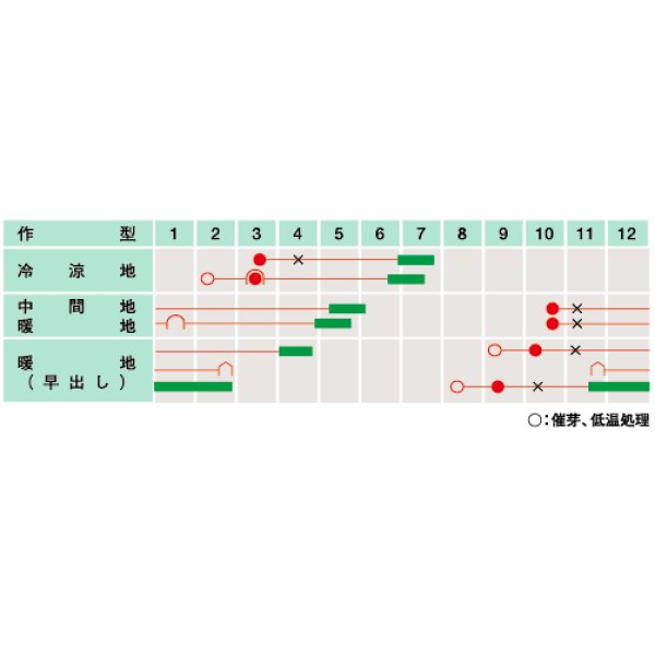 画像2: 送料無料　[そら豆]　ポポロ　13粒　武蔵野種苗園 (2)