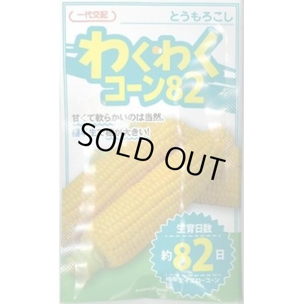 画像1: 送料無料　[とうもろこし]　わくわくコーン82　100粒　カネコ交配 (1)