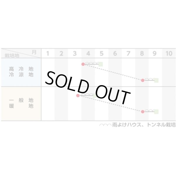 画像2: [シーダー種子]　ほうれんそう　ジャスティス　1粒×5cm間隔 (2)