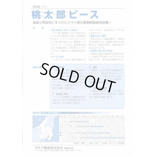 画像3: 送料無料　[トマト/桃太郎系]　桃太郎ピース　ペレット1000粒　タキイ種苗 (3)