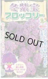 画像: 送料無料　[ブロッコリー]　冬紫宝　60粒　小林種苗