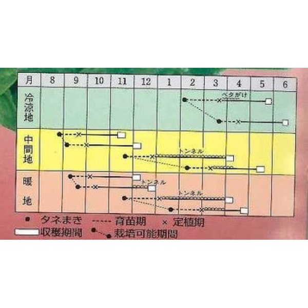 画像2: 送料無料　[レタス]　マリア　ペレット種子100粒　タキイ種苗(株) (2)