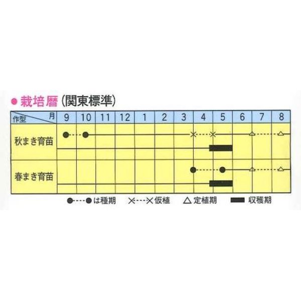 画像2: 送料無料　[ねぎ]　汐止晩生葱　2dl　トキタ種苗(株) (2)