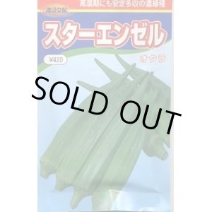 画像: 送料無料　[オクラ]　スターエンゼル　1000粒　渡辺交配