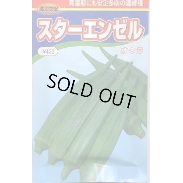 画像1: 送料無料　[オクラ]　スターエンゼル　1000粒　渡辺交配 (1)