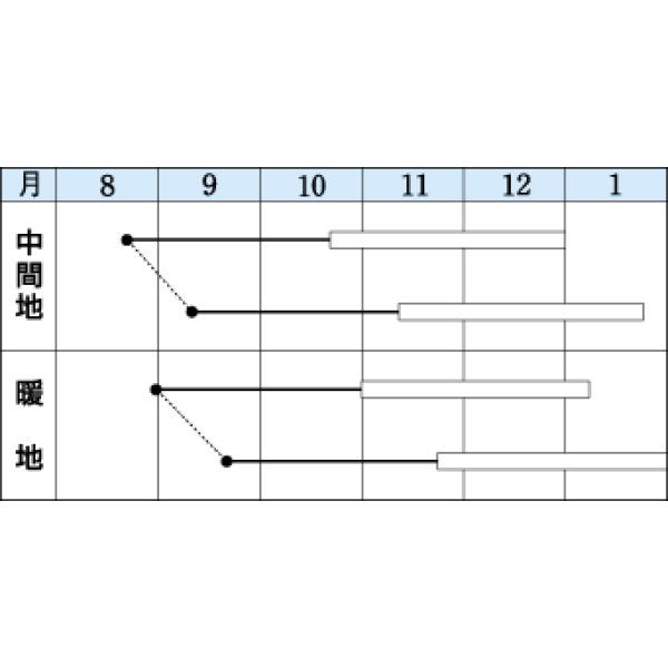 画像2: 送料無料　[葉物]　秋華　5ml　タキイ種苗(株)　GF (2)