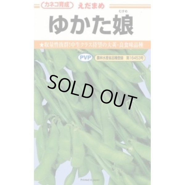 画像1: 送料無料　[枝豆]　ゆかた娘　100粒　カネコ種苗 (1)