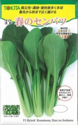 画像: 送料無料　[小松菜]　春のセンバツ　10ml　トキタ種苗(株)