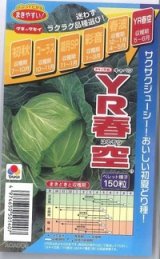 画像: 送料無料　[キャベツ]　YR春空　150粒　ペレット種子　タキイ種苗(株)