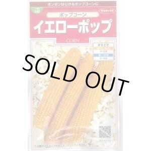 画像: 送料無料　[とうもろこし]　ポップコーン　イエローポップ　約75粒　(株)サカタのタネ　実咲350（002892）