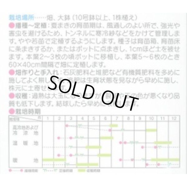 画像2: 送料無料　[キャベツ]　金系201号　コート5000粒　（株）サカタのタネ (2)